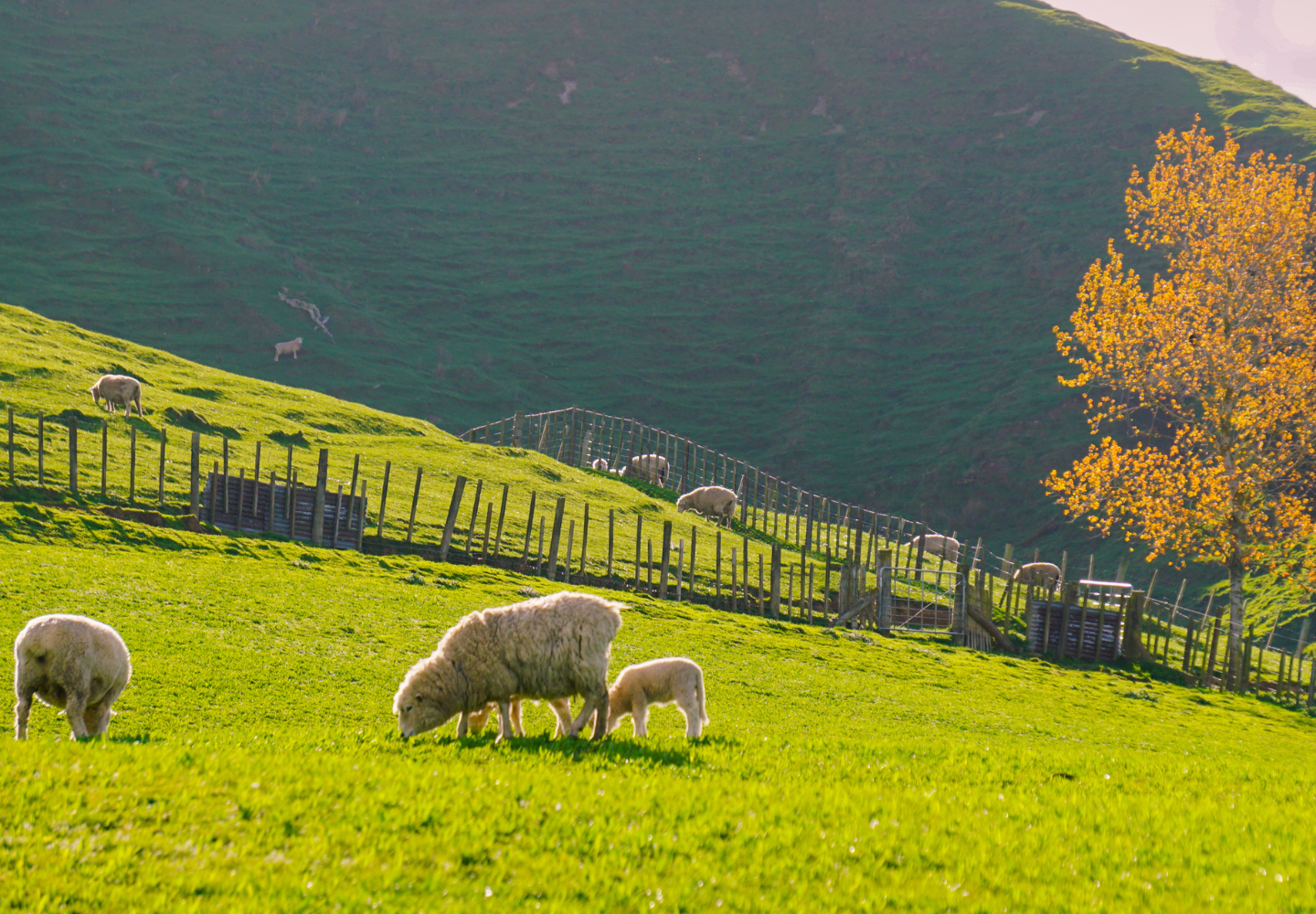 A flock of sheep grazes on a lush green hillside. In the foreground, a sheep and a lamb stand close together, eating grass. The hillside slopes upward, and a wooden fence zigzags across the middle ground. A tree with yellow leaves is visible on the right side of the frame.


